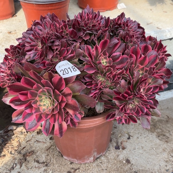 雅典娜金坠多肉法师2018