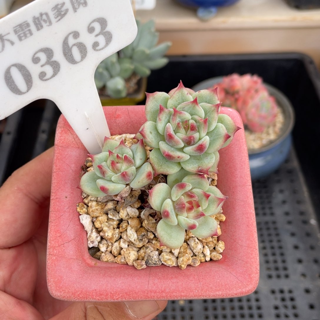 0363蓝眼睛不带盆6厘米