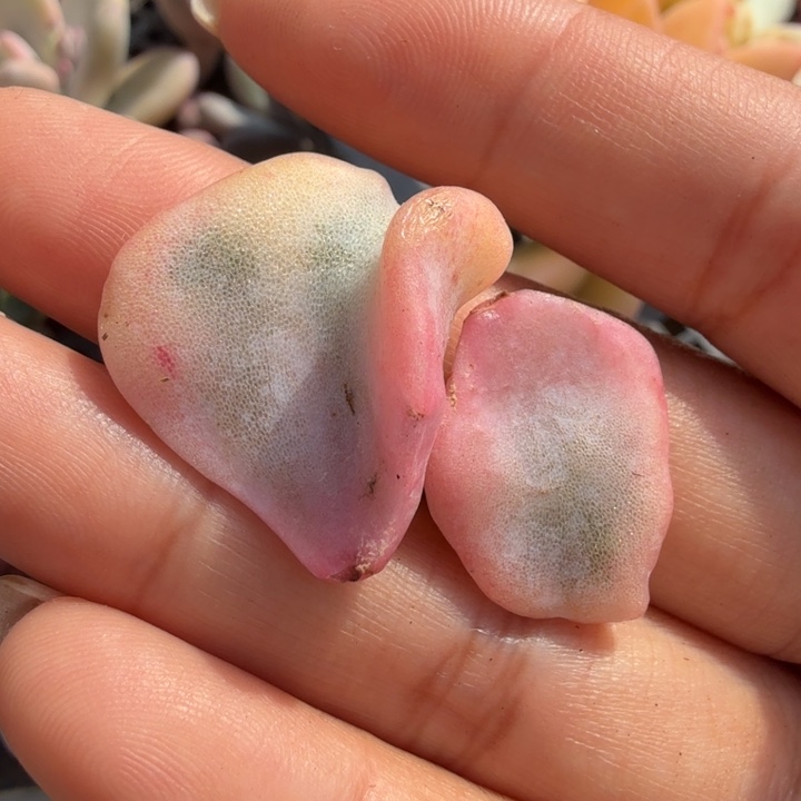 芭蕾舞者锦一组叶片