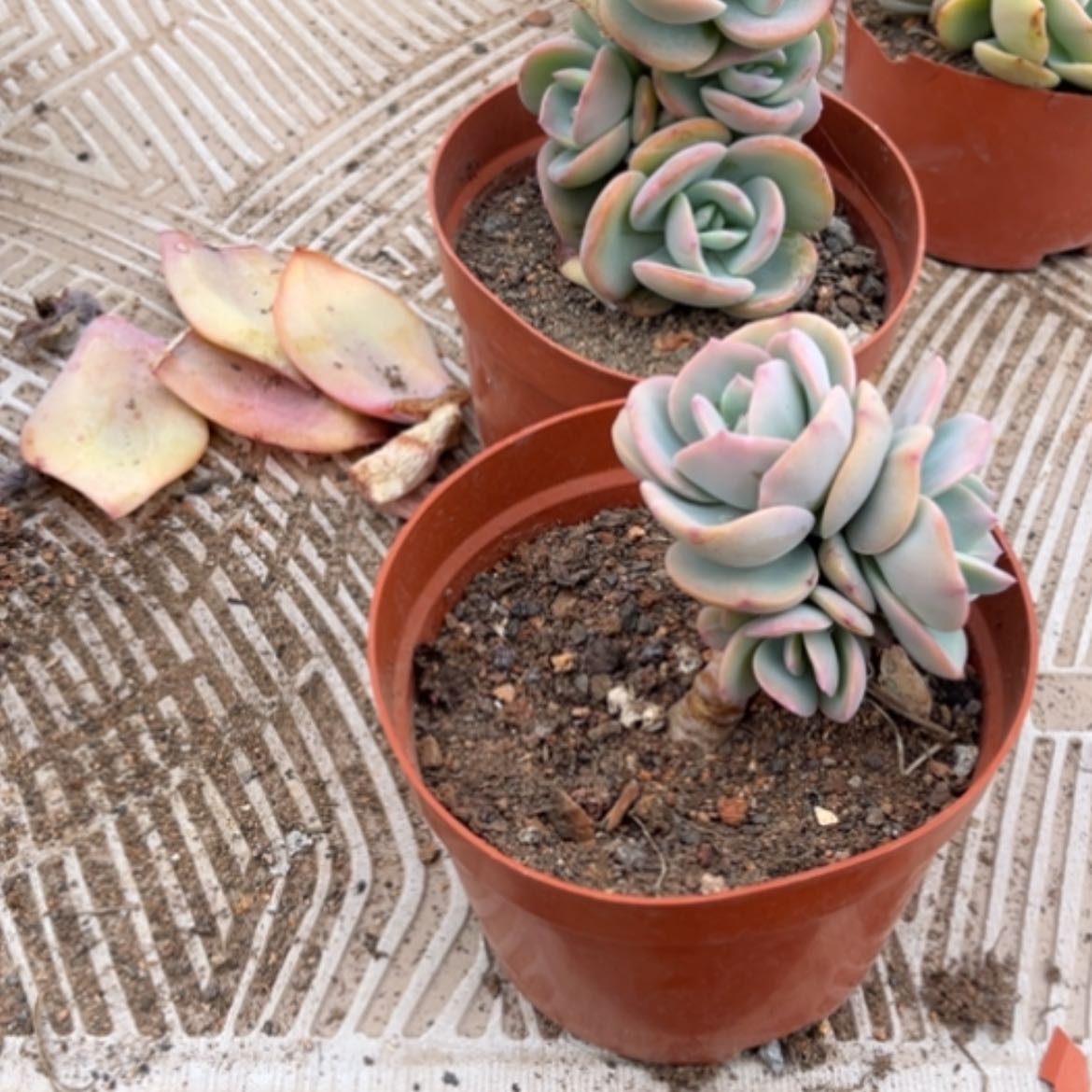【闪购商品】梧**?白凤