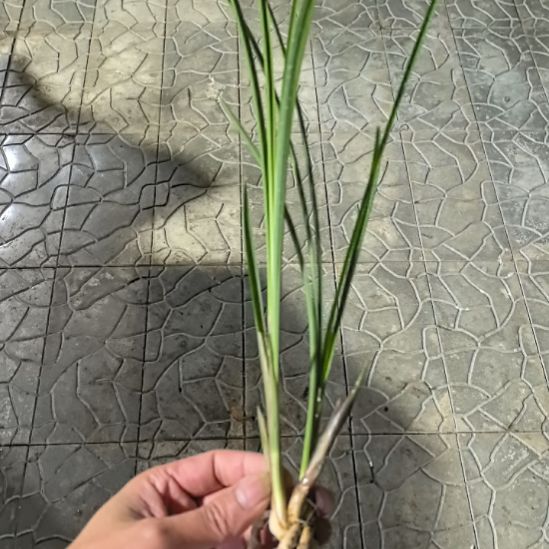 完全开放桃园三结义子母苗