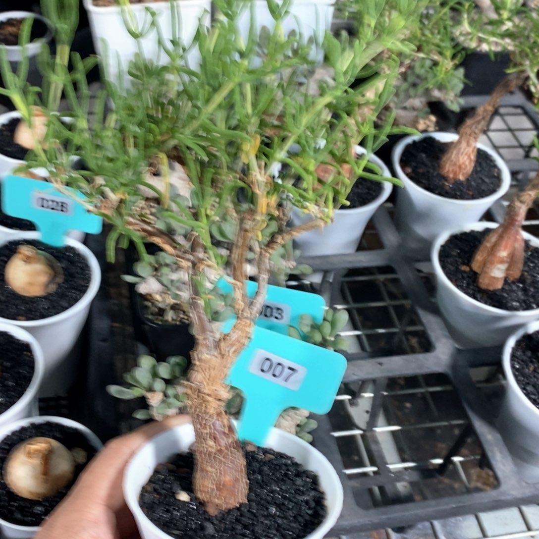 梅斯木枝干番杏多肉