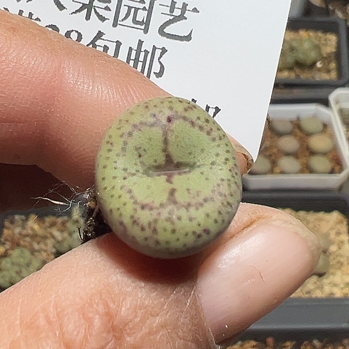 896号猴子多肉植物