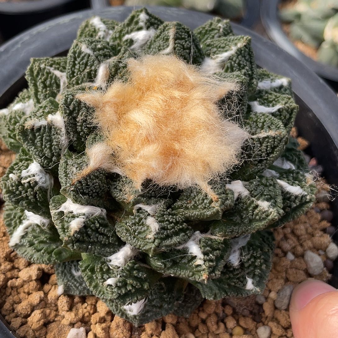 自根小叶螺旋福利