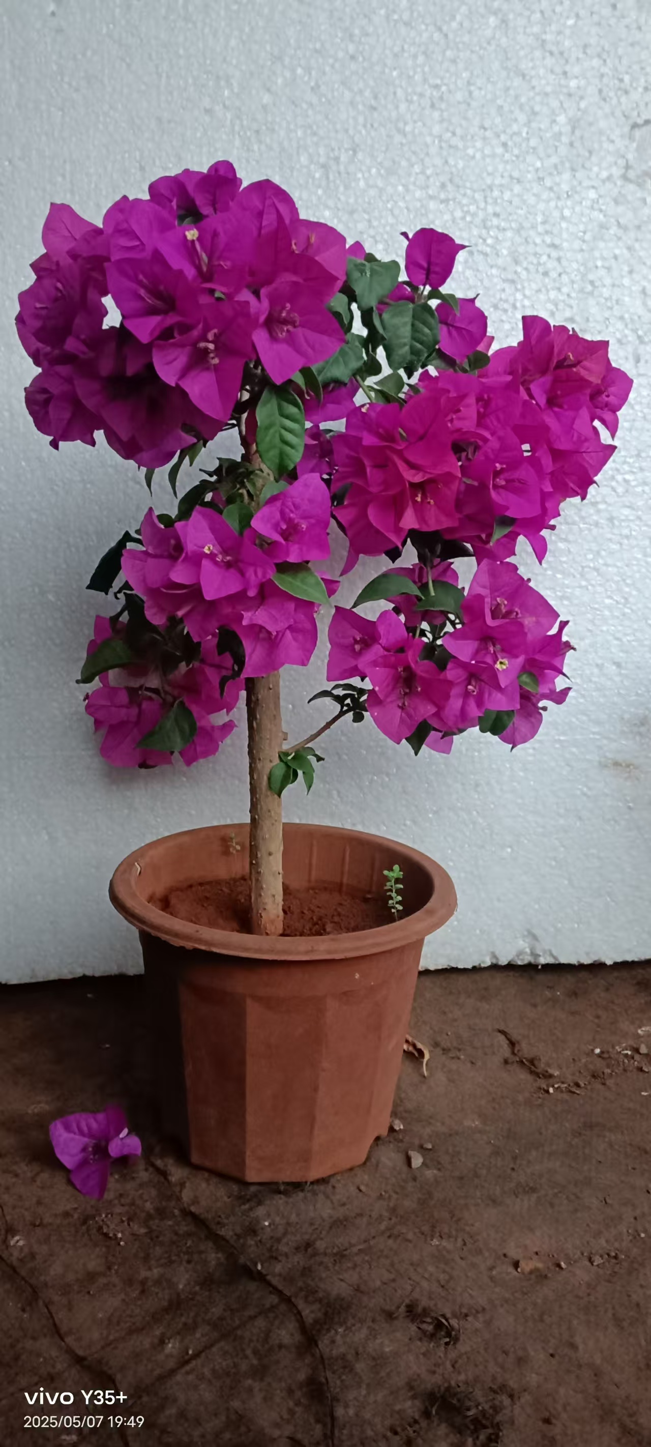 安格斯云南紫三角梅室内盆栽基地直发养花植物绿植