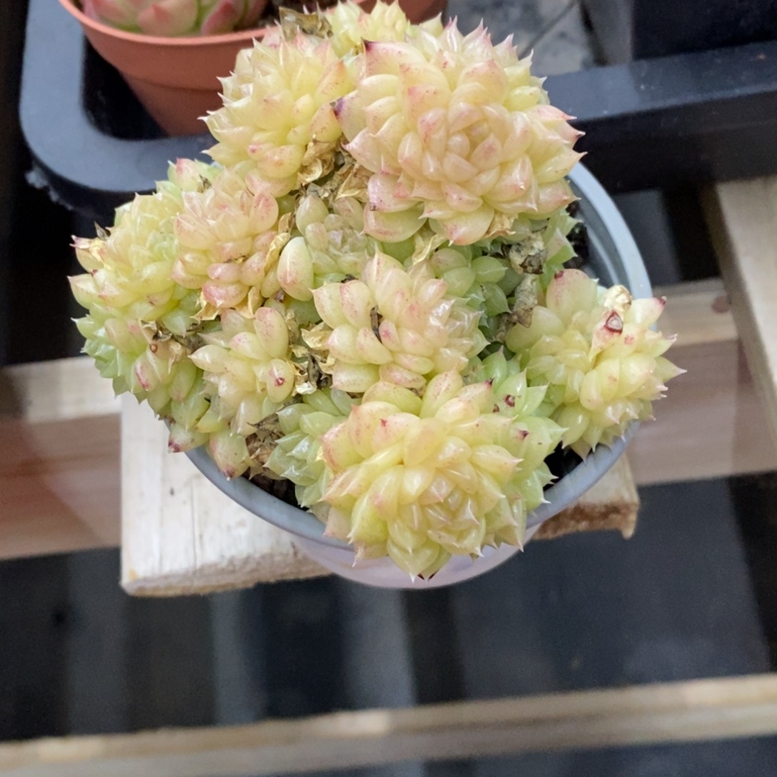 精占多肉一物一拍不包整327