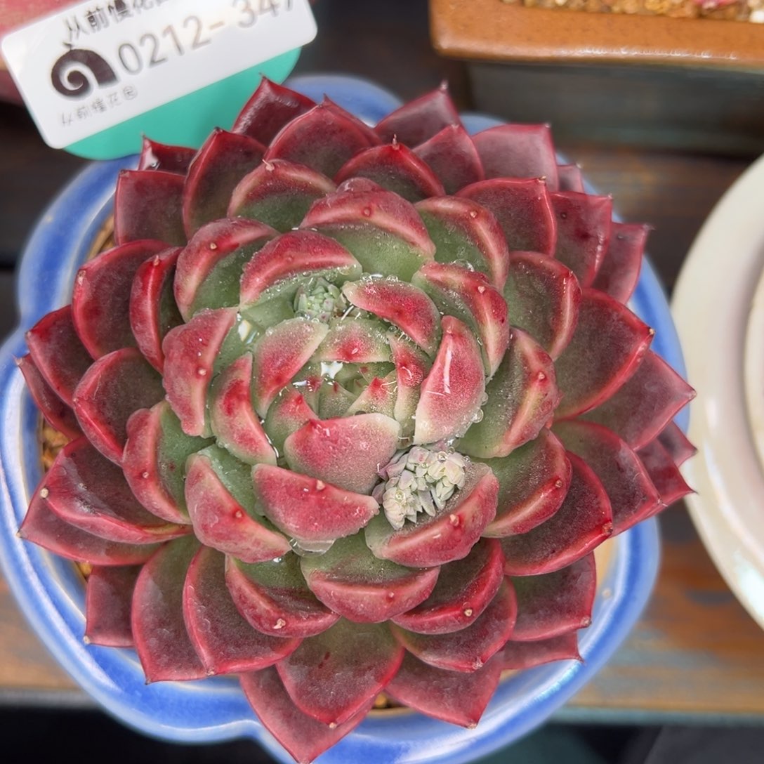 从前慢多肉精选编号0212.347