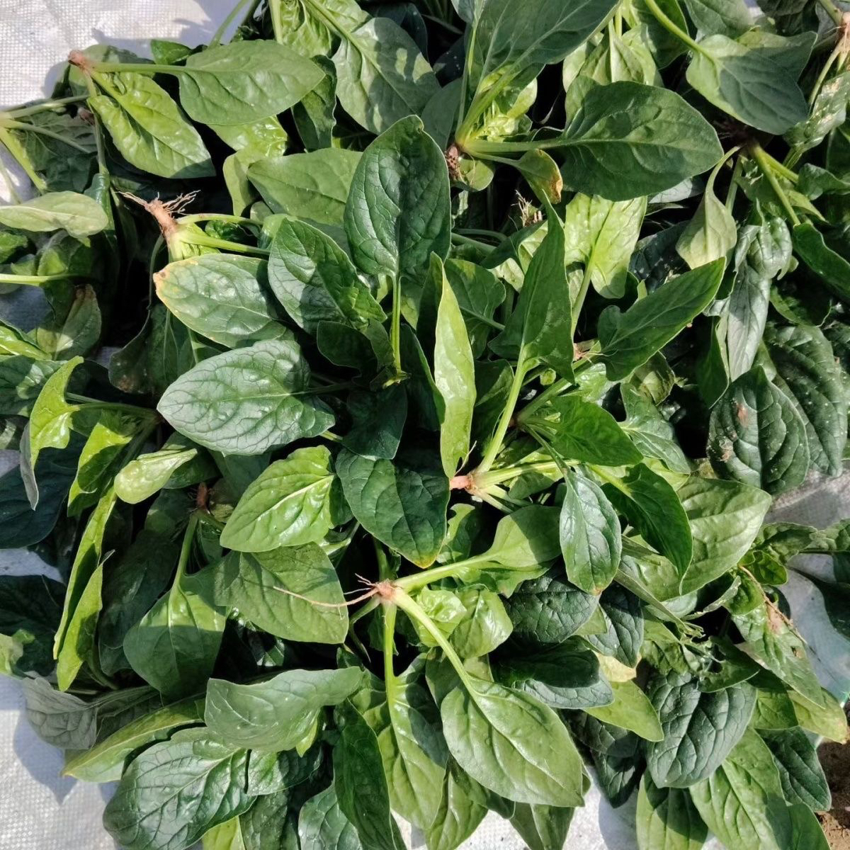 C本地新鲜菠菜400g ±15g菠菜