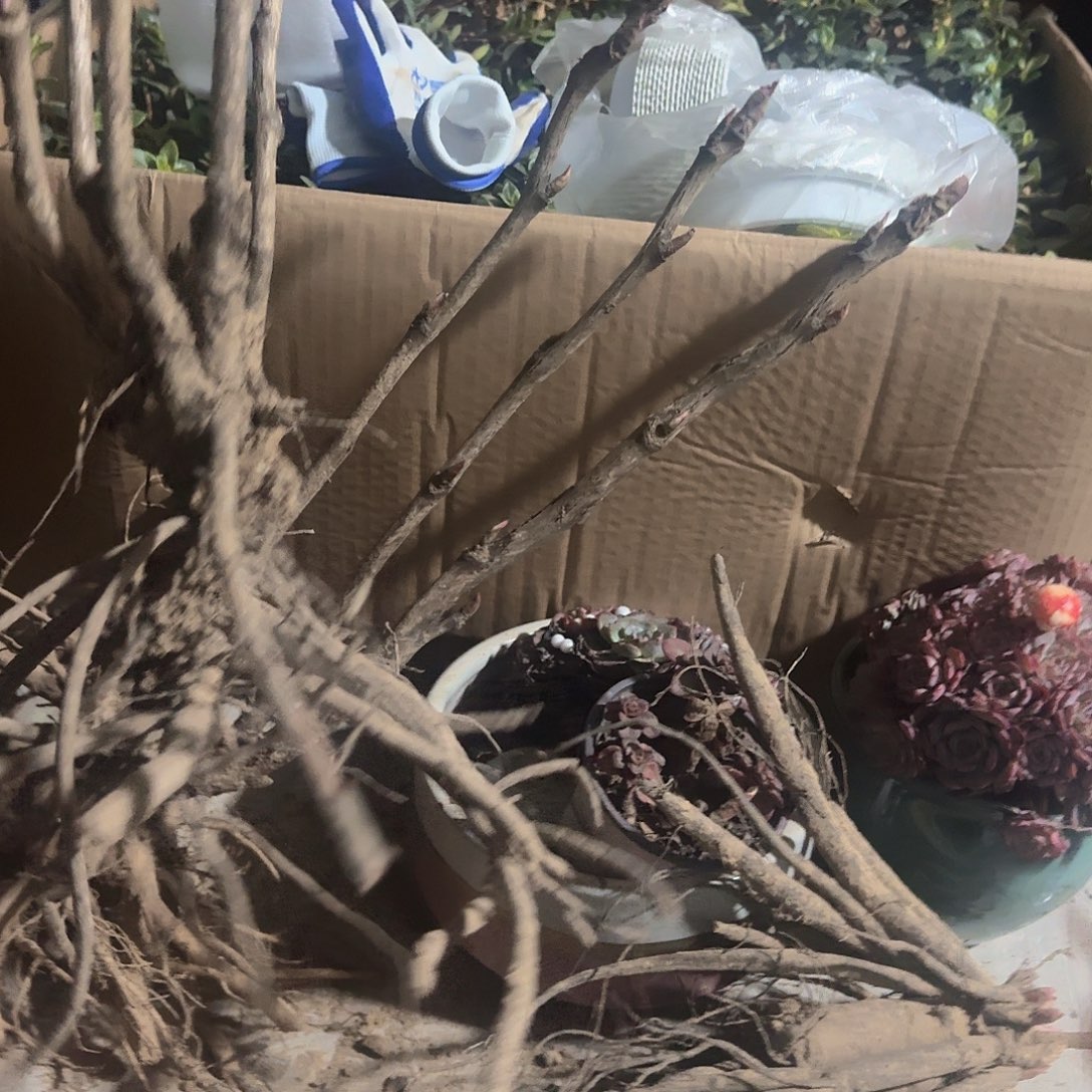 完全开放首安红19，9