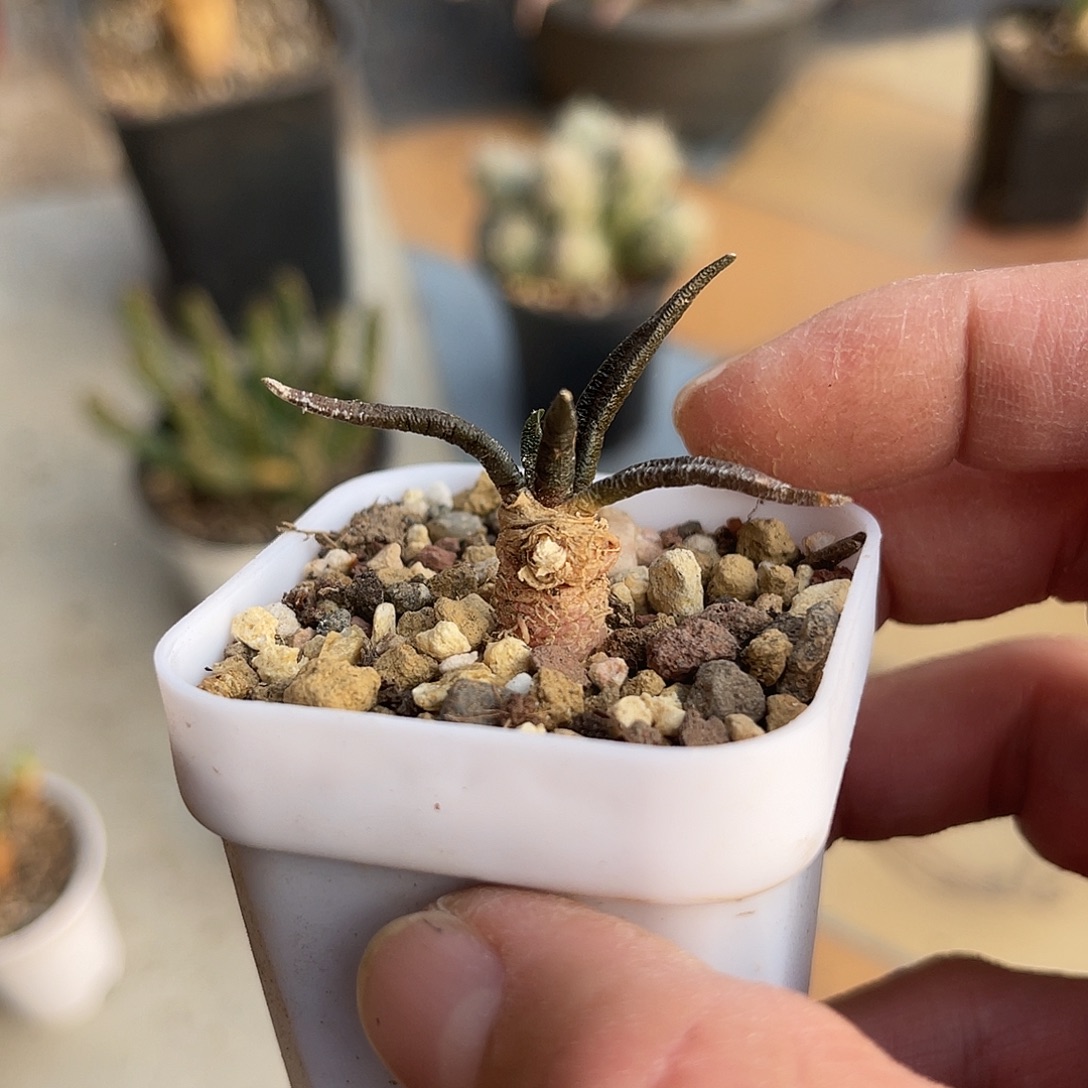 实生龙舌兰牡丹一物一拍