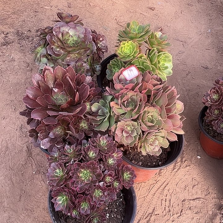 679多肉植物组合，