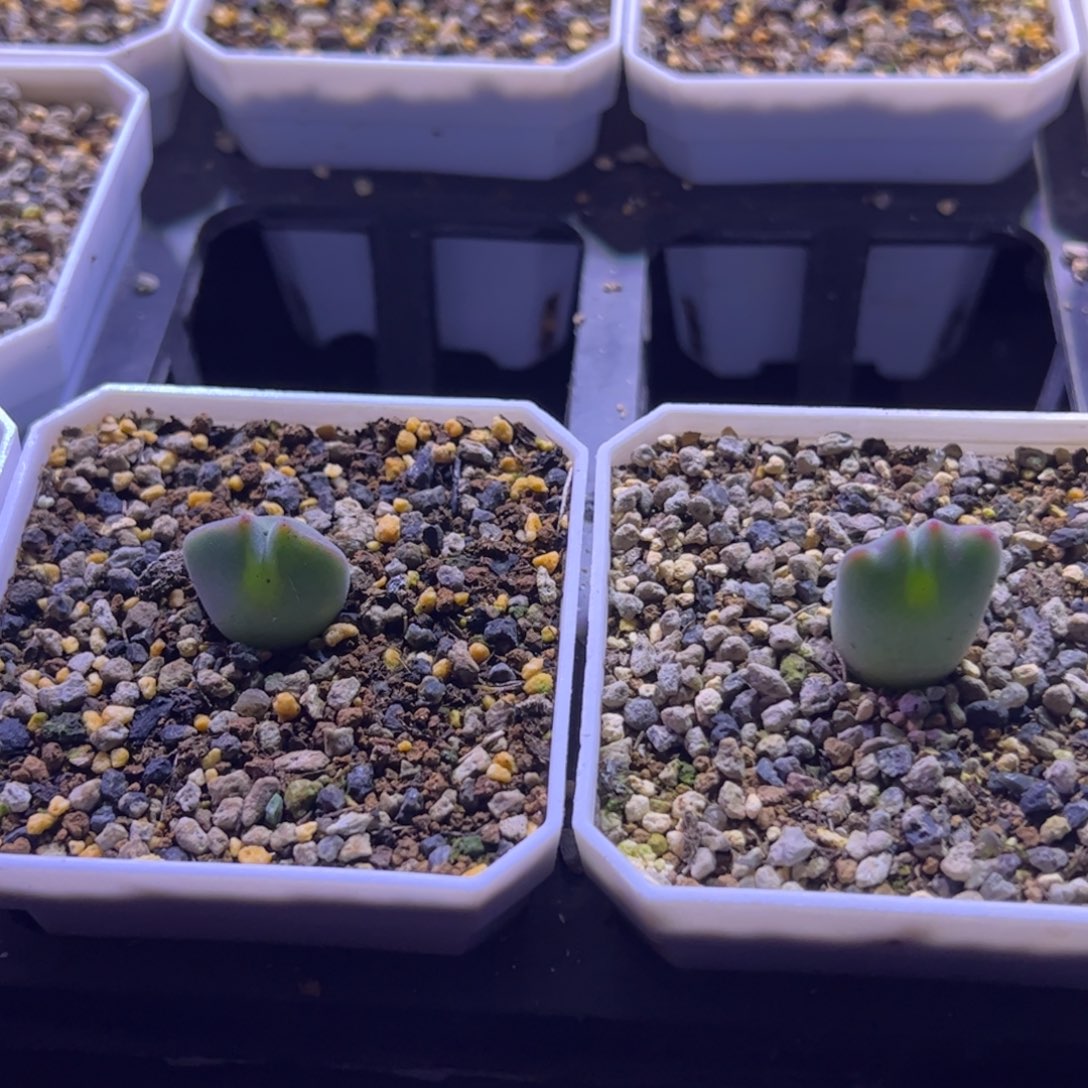 肥****12.30大眼睛多肉植物520