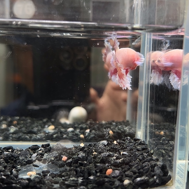 斗鱼跑單拉黑25日76