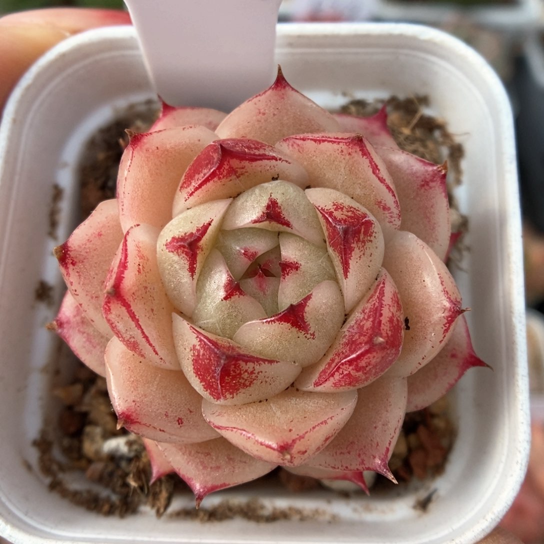 边线麦秆可拍979号