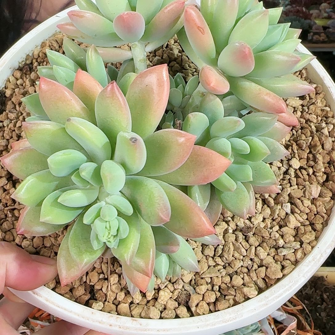 上**痕上官，拉齐鲁，280         肉