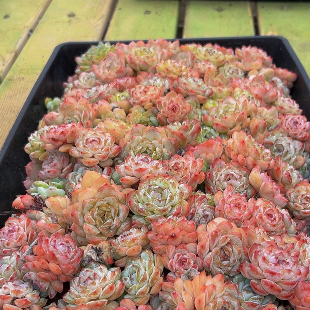 881大热的小太阳我来了我