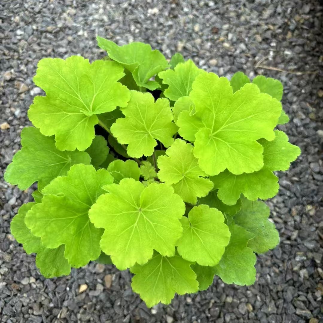 矾根绿植盆栽组合室内外耐寒耐阴四季观叶花卉