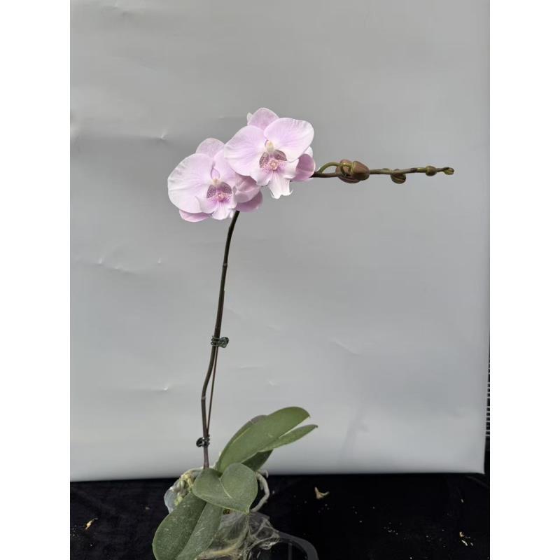 蝴蝶兰【蜜雪】年宵花昆明基地直发