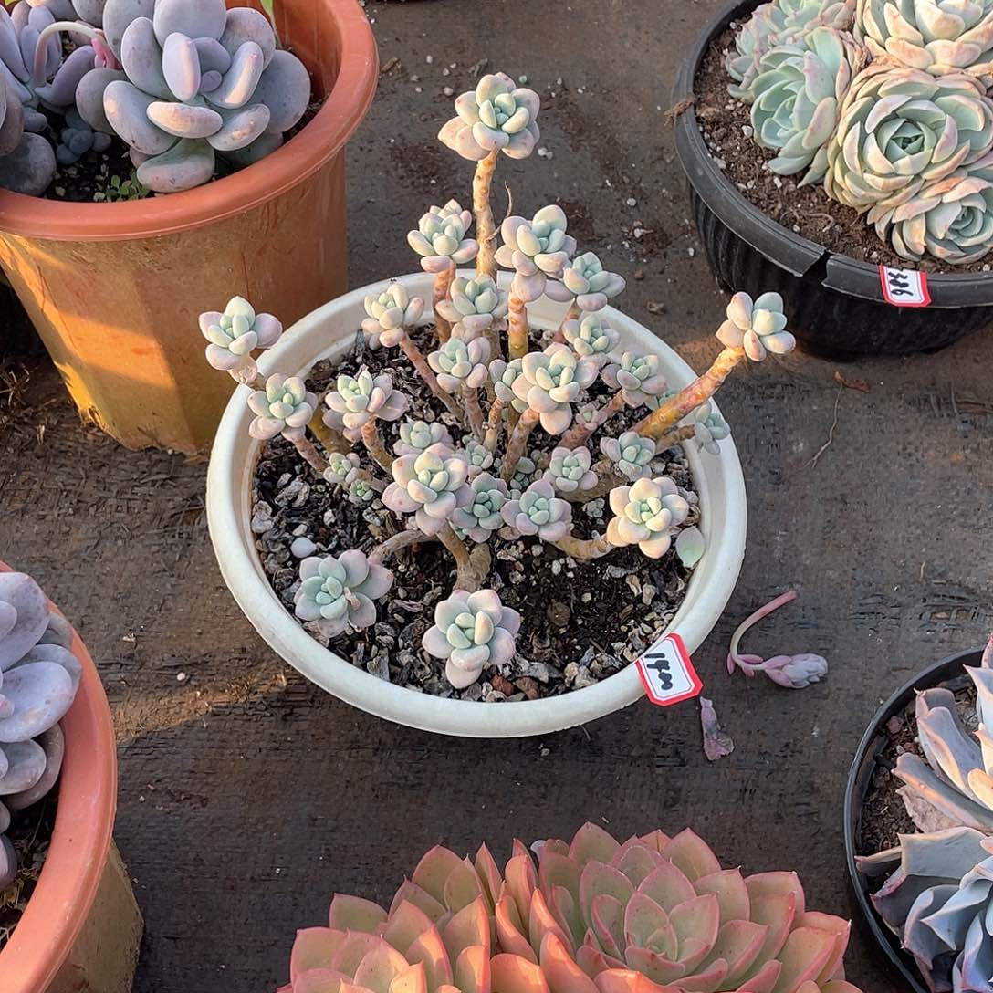 1400洛神 一物一拍多肉