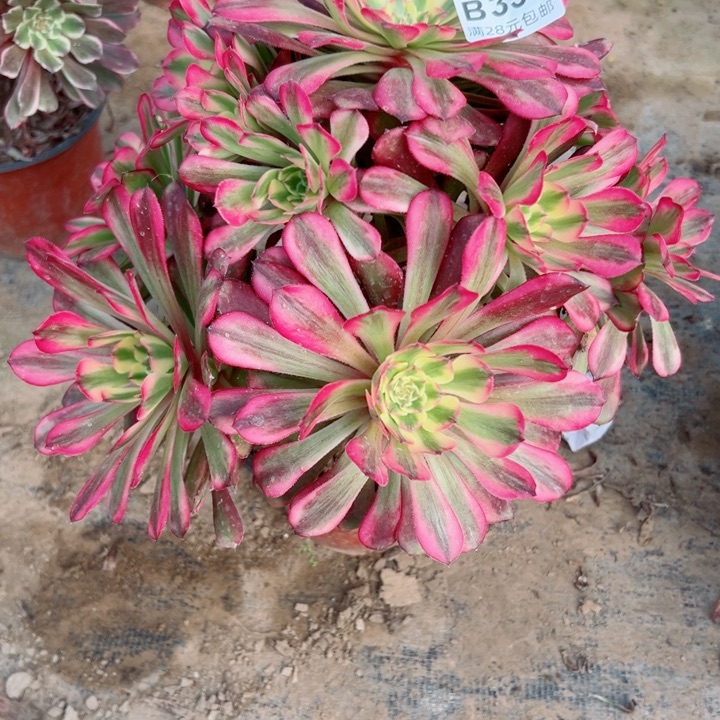 351舞天姬多肉植物