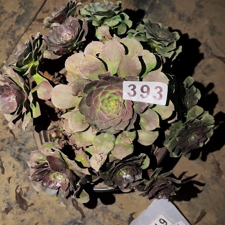 393红心沙拉碗多肉植物处理不售后