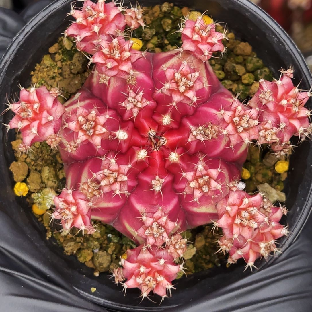 Be loved 名品侧母本不出