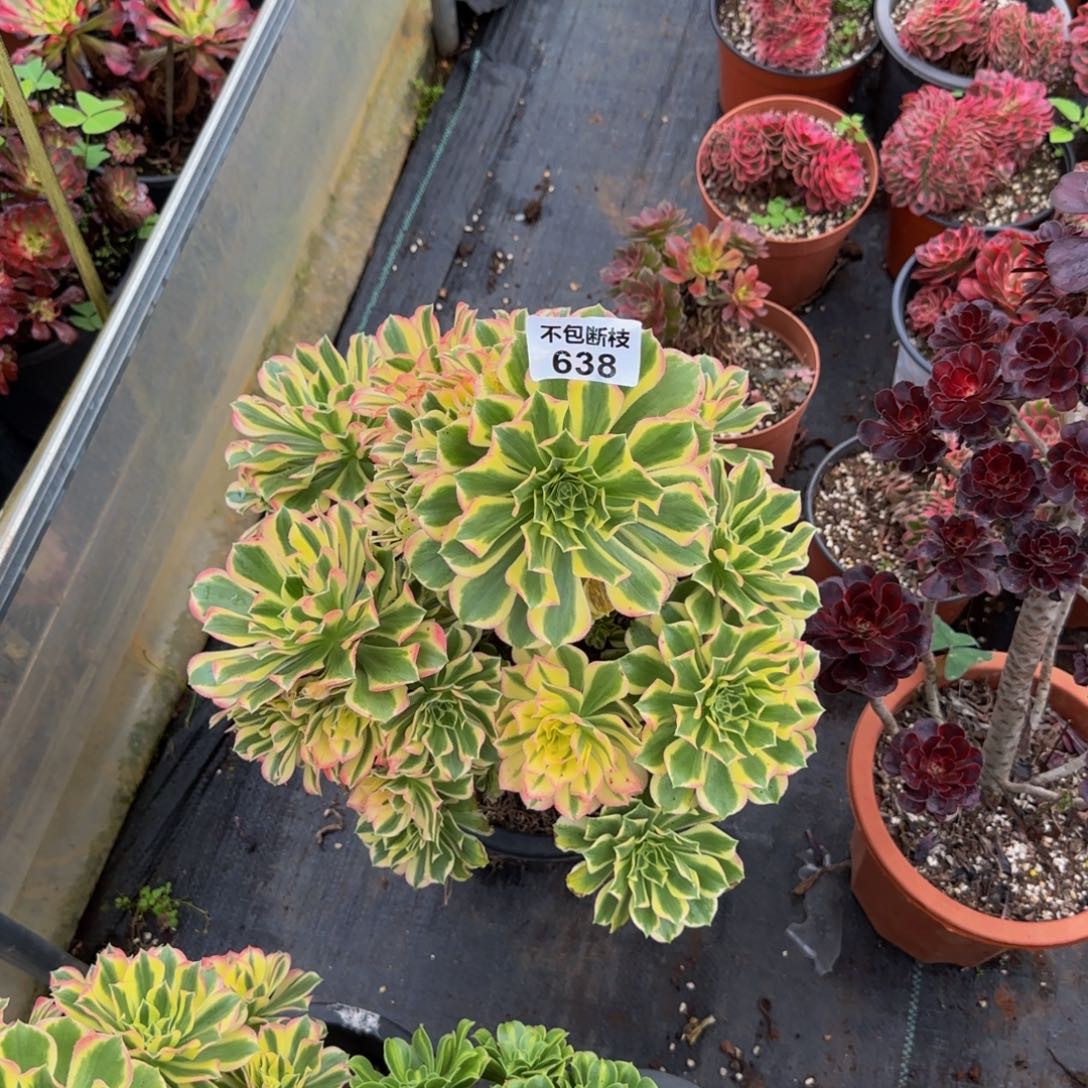 *****补差价638多肉法师锦1111