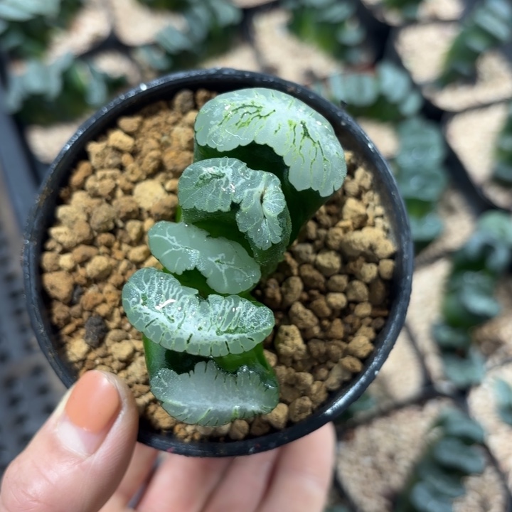 虞姬玉扇多肉植物