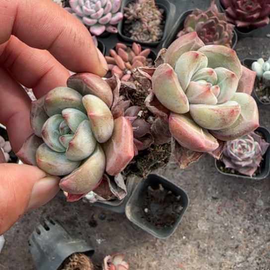 29白夜香槟多肉植物