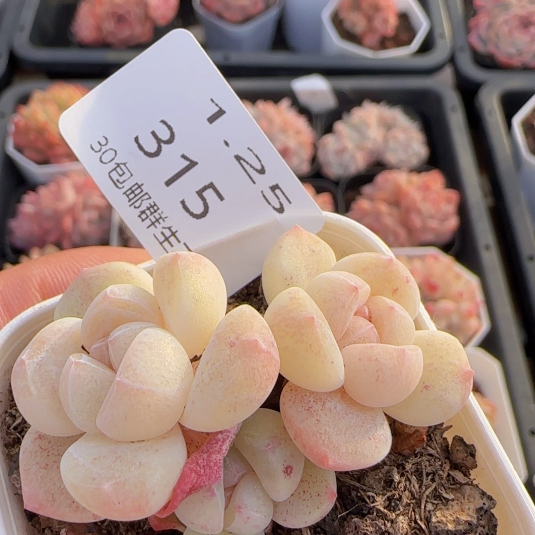 糖心冰玉一颗脱土发货