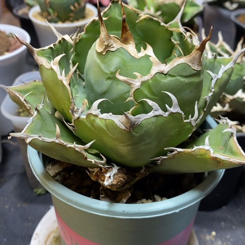 【闪购商品】小***画白鲸龙舌兰