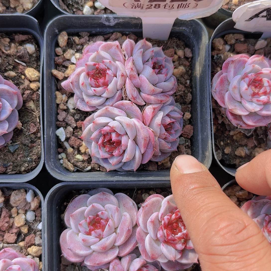 A220天鹅绒一物一拍