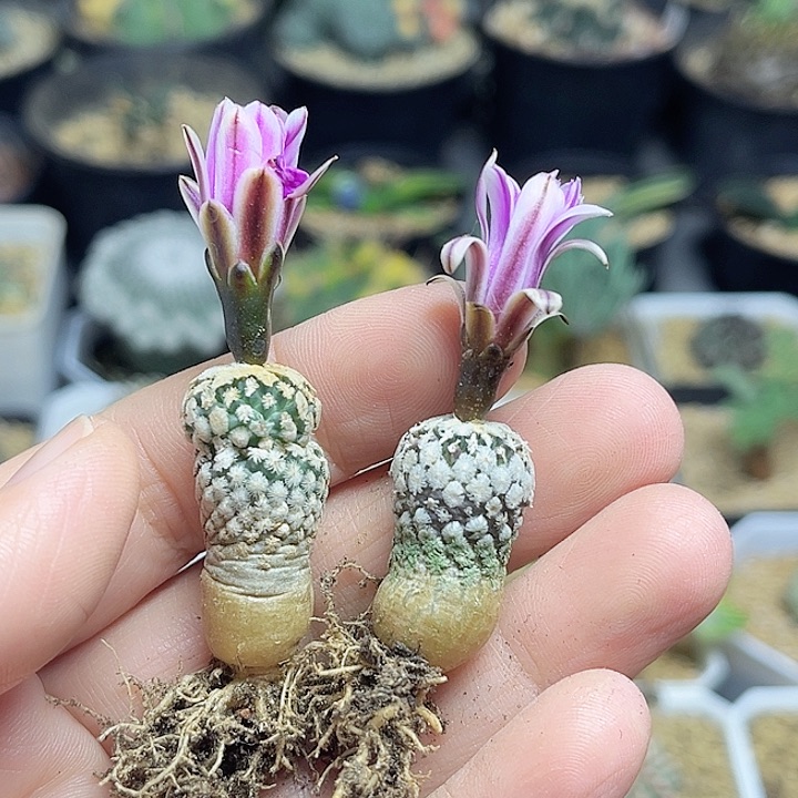 2颗不同色蔷薇丸实生球