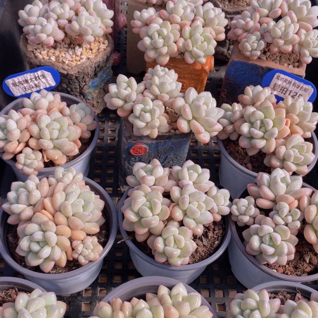 量拍125号 泡泡糖大群生五头起一个