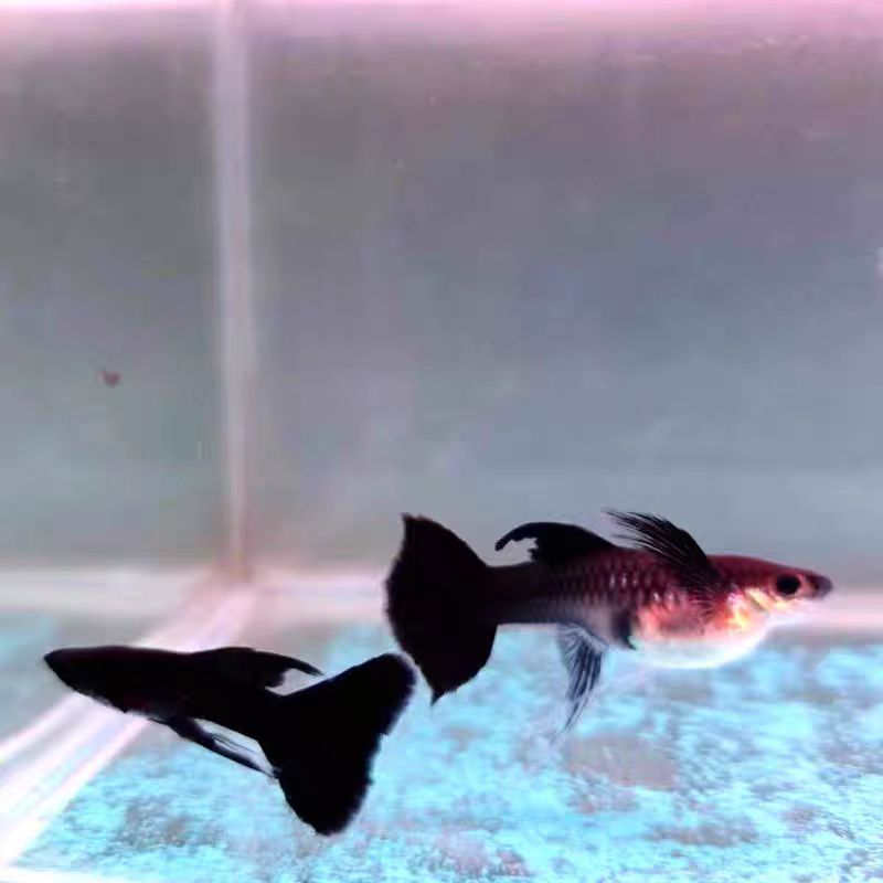 木炭黑大C孔雀鱼纯种活体观赏鱼