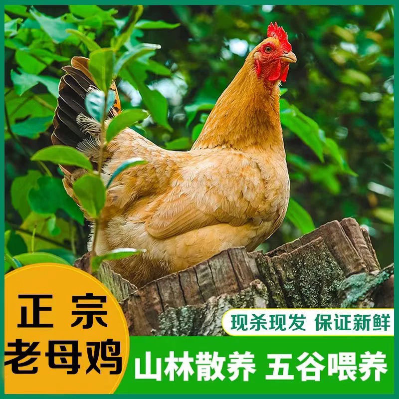 【老母鸡】正宗农家散养1年皖南土老母鸡营养新鲜0抗0激素煲汤推荐