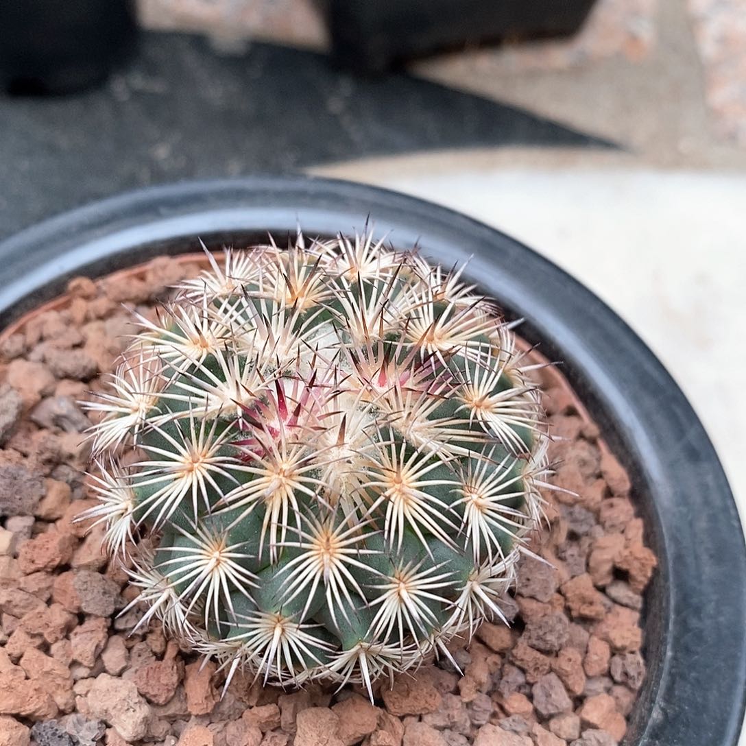 实生顶花海胆丸仙人球