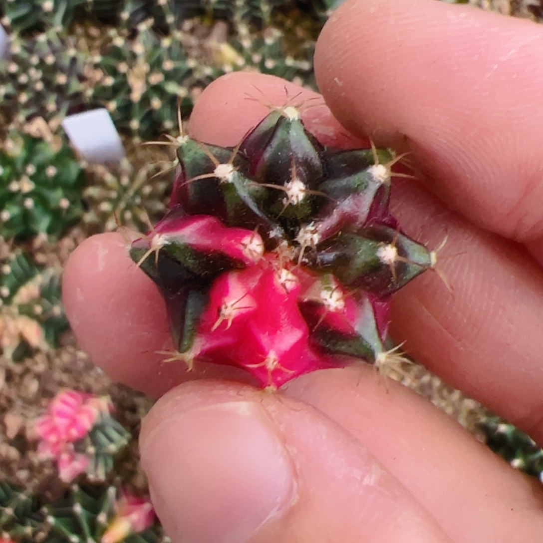 当前无花栽培后可以开花