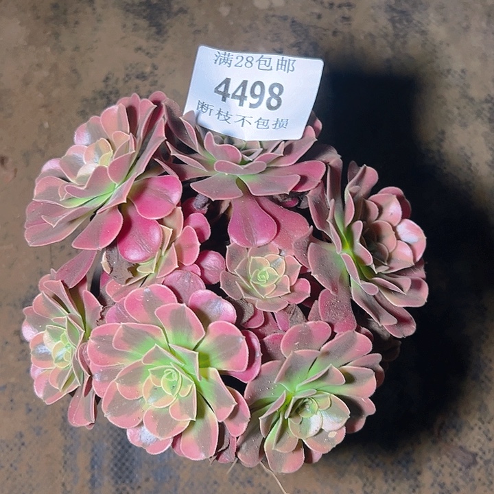 4498美杜莎丛林多肉植物