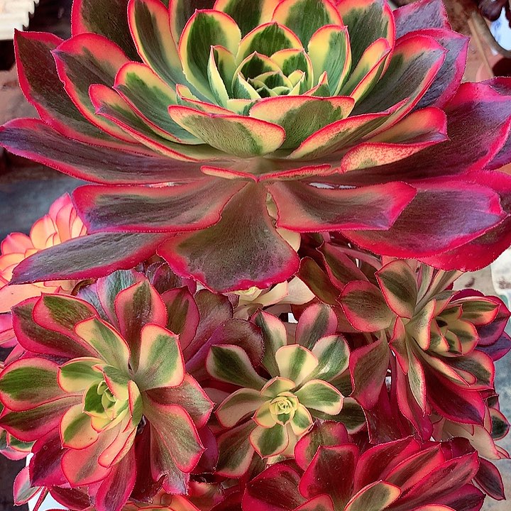 魅影老桩捧花，大老桩