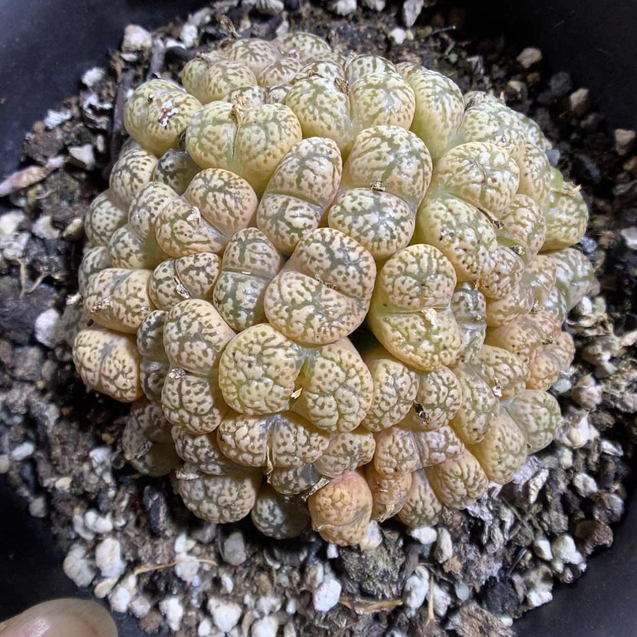 【闪购商品】2-14-12 鸟哈尼一群 150