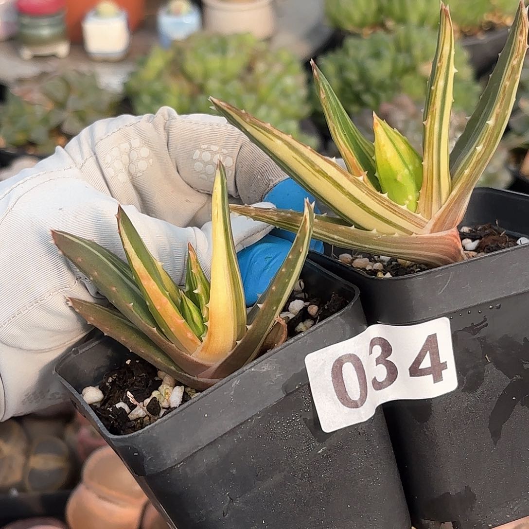 034 芦荟锦 带盆土