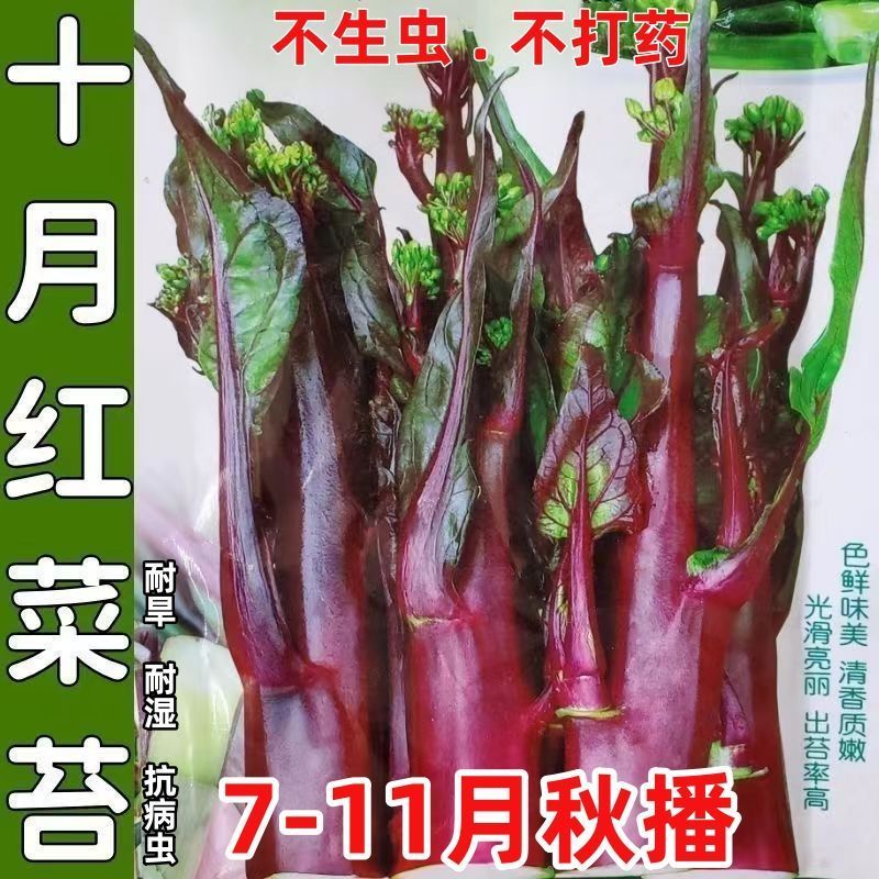 红菜苔四季菜心脆甜新鲜红菜苔蔬菜多汁紫皮红菜苔抗寒耐热四季种
