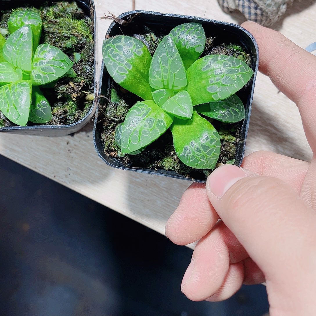 生生不息新手福利