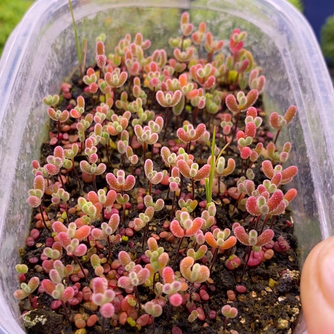 养**羊224混合切糕。 10个品种。    