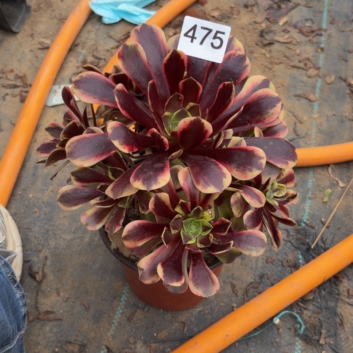 欧佳丽多肉植物不包损475