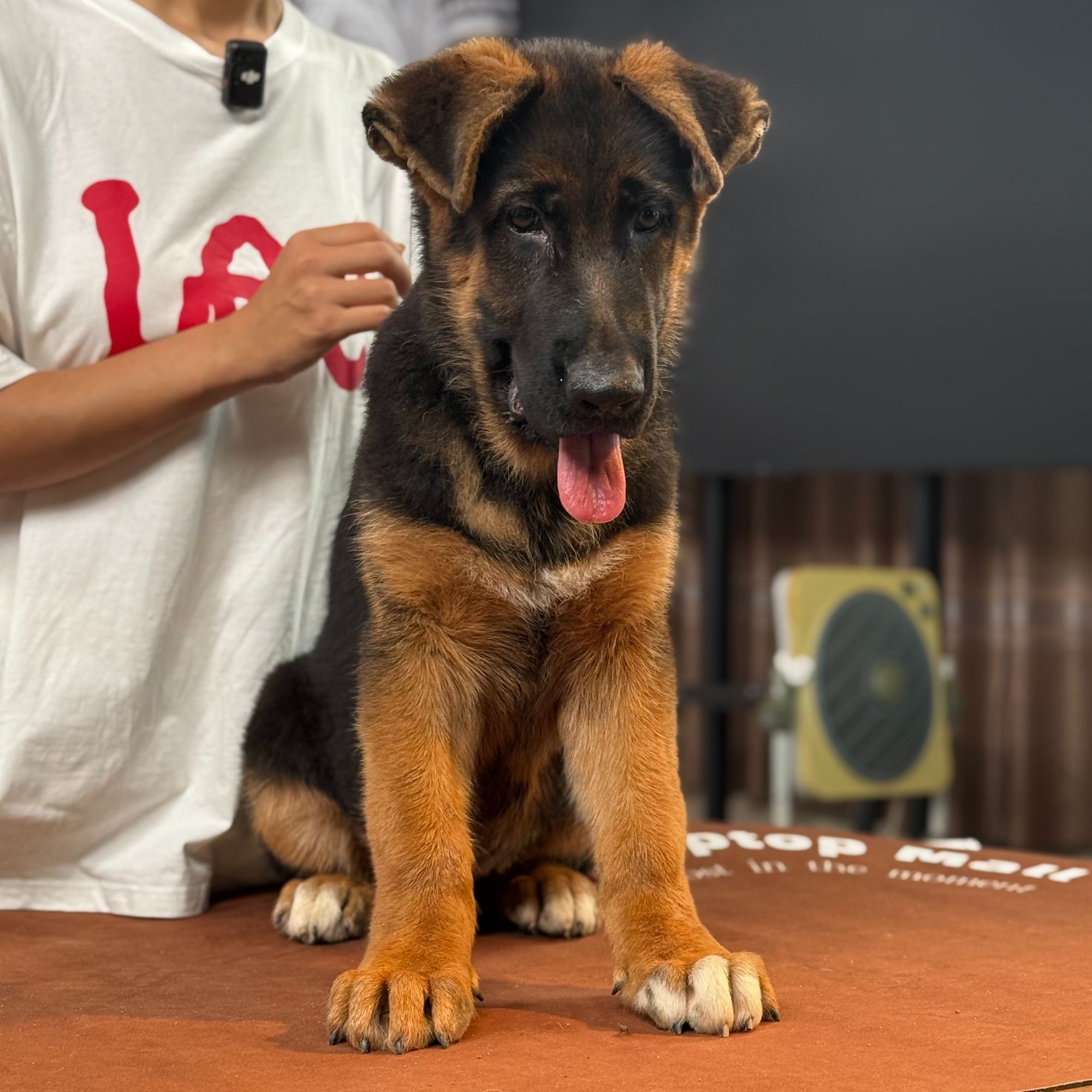 【西德甄选】西德牧羊犬米欧&米罗 幼犬公  宙斯