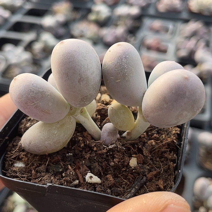 一物一拍米可奶满18包邮