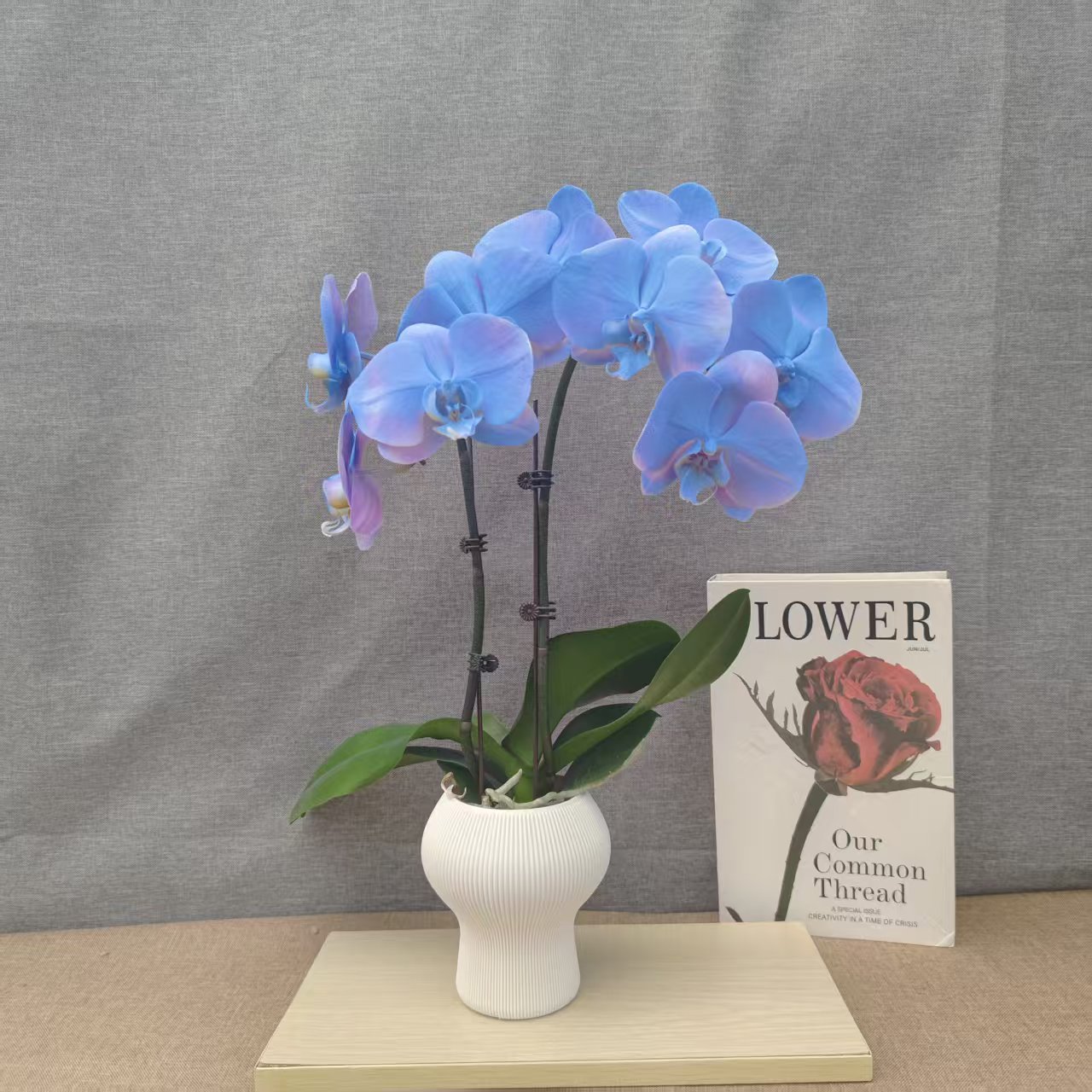 鲜花【海洋之心】蝴蝶兰室内种植观赏可带花发货适合送礼-喷染工艺