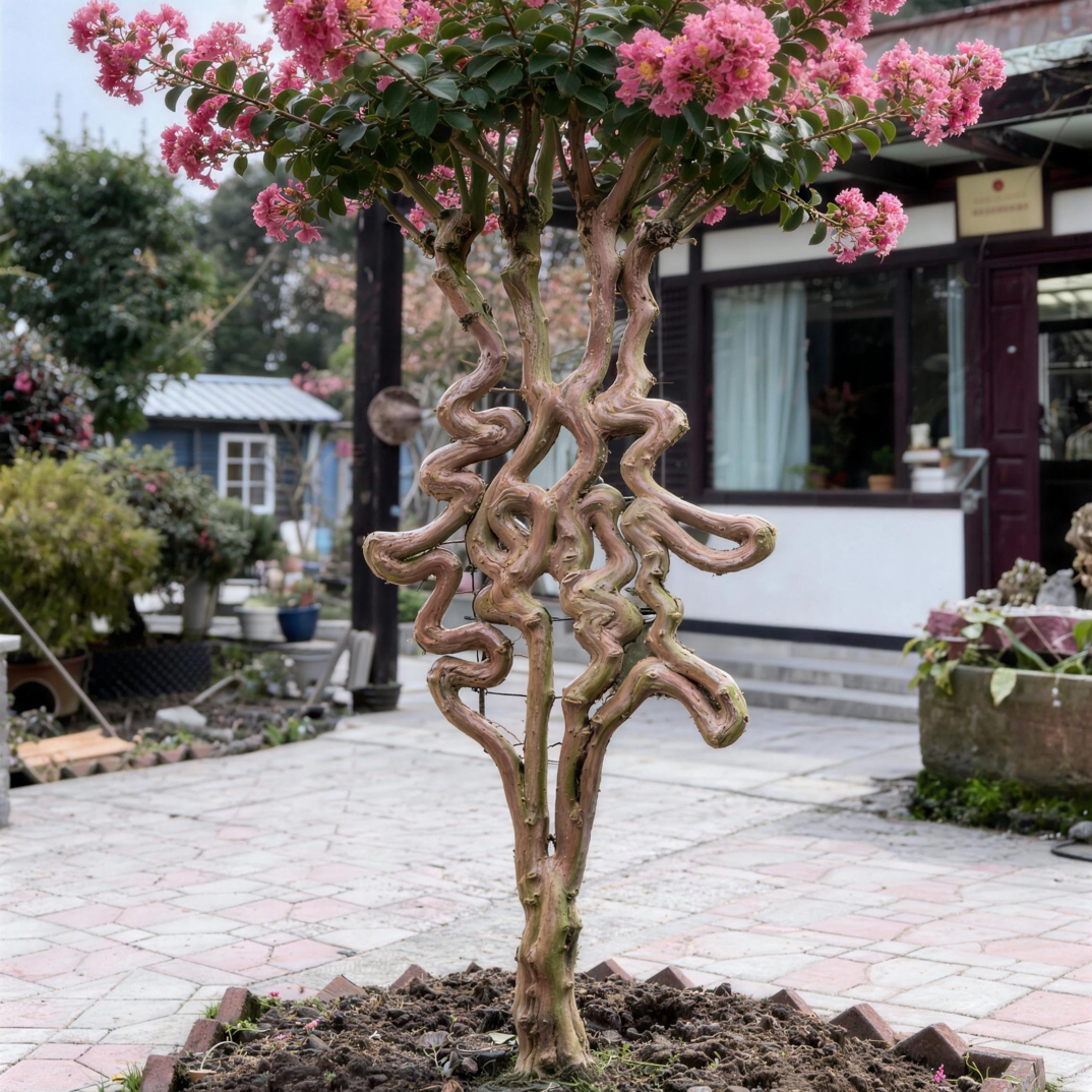 【一树一拍】紫薇發字/紫薇字体/活的艺术品/恭喜发财/花木/發